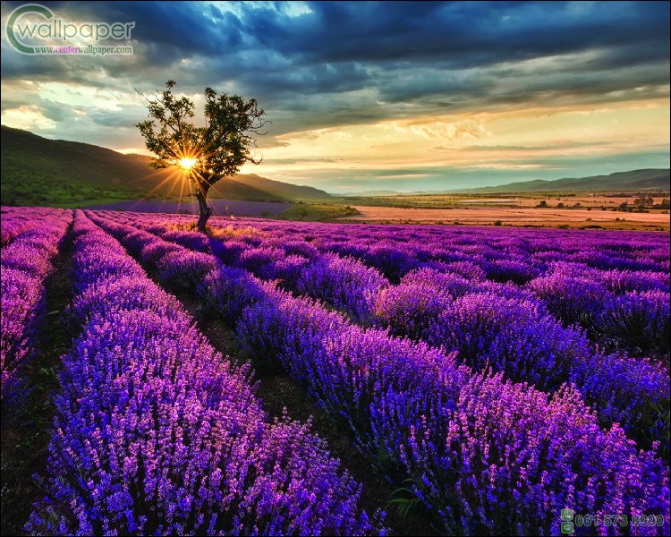 ภาพวิวสำเร็จรูป ภาพทุ่งดอกลาเวนเดอร์