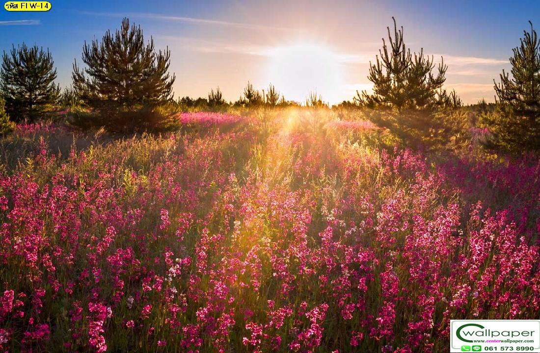 วอลเปเปอร์สั่งพิมพ์ลายดอกไม้ FLW-14