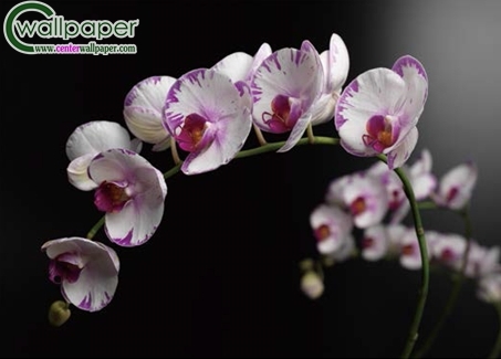 ภาพวิวธรรมชาติภาพดอกกล้วยไม้