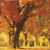 ภาพวิวสำเร็จรูป ภาพใบไม้สีเหลืองส้ม ฤดูไม้ใบผลิ