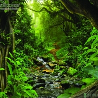 ภาพวิวสำเร็จรูป ภาพ ป่าไม้ ลำธาร