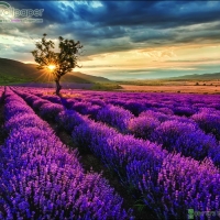 ภาพวิวสำเร็จรูป ภาพทุ่งดอกลาเวนเดอร์