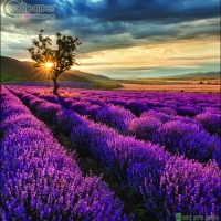 ภาพวิวสำเร็จรูป ภาพทุ่งดอกลาเวนเดอร์