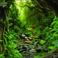 ภาพวิวสำเร็จรูป ภาพ ป่าไม้ ลำธาร