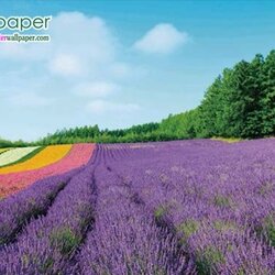 ภาพวิวสวยๆภาพดอกไม้สีม่วง