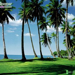 ภาพวิวทะเล ต้นมะพร้าว