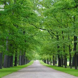 วอลเปเปอร์ภาพวิวสั่งพิมพ์ภาพสวนสาธารณะ แคตเทอรีน