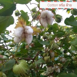 ฝ้าย Cotton
