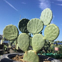 Opuntia Thailand