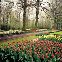 ภาพวิวภาพสวนดอกทิวลิป