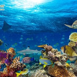 ภาพวิวสั่งพิมพ์ภาพสัตว์น้ำใต้ทะเล