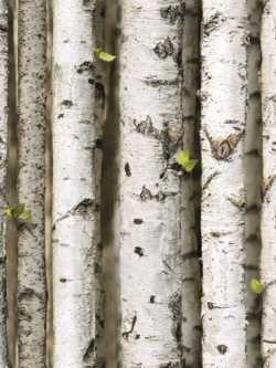 วอลเปเปอร์ติดผนังลายต้นสนสีขาว