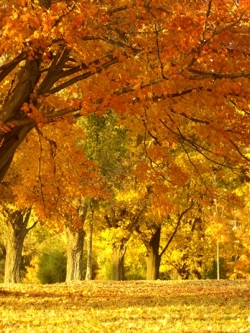 ภาพวิวสั่งพิมพ์ภาพฤดูใบไม้ผลิ