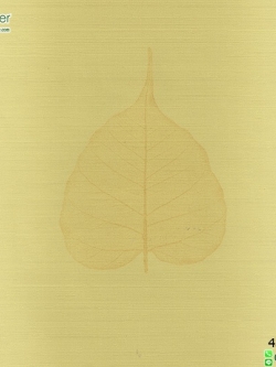 วอลเปเปอร์ติดผนังลายไทย ลายใบโพธิ์พื้นครีม