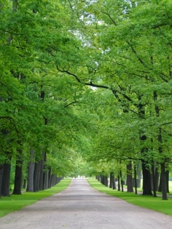 วอลเปเปอร์ภาพวิวสั่งพิมพ์ภาพสวนสาธารณะ แคตเทอรีน