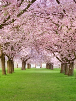 วอลเปเปอร์ภาพวิวสั่งพิมพ์ภาพซากุระ