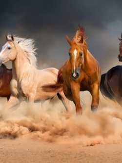 วอลเปเปอร์ภาพวิวสั่งพิมพ์ภาพม้า6ตัว