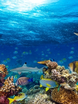 ภาพวิวสั่งพิมพ์ภาพสัตว์น้ำใต้ทะเล