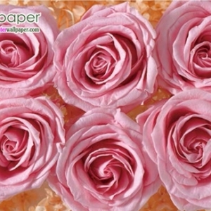 ภาพวิวธรรมชาติภาพดอกกุหลาบชมพู