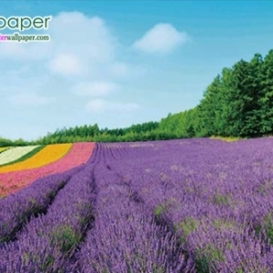 ภาพวิวสวยๆภาพดอกไม้สีม่วง