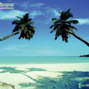 ภาพวิวทะเลภาพต้นมะพร้าว