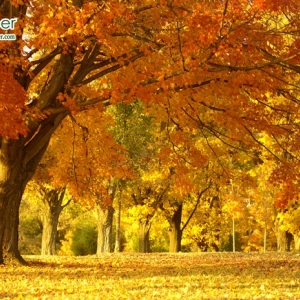 ภาพวิวสั่งพิมพ์ภาพฤดูใบไม้ผลิ