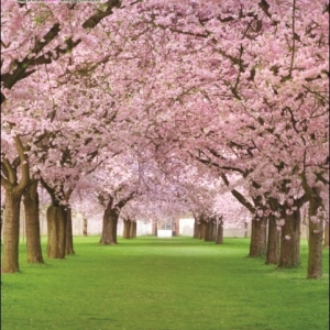 ภาพวิวสำเร็จรูป ภาพดอกซากุระ