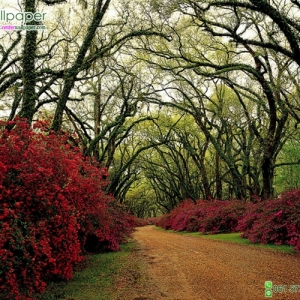 ภาพวิวธรรมชาติภาพทางเดินดอกไม้สีแดง