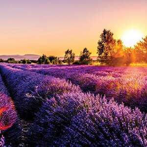 วอลเปเปอร์สั่งพิมพ์ลายดอกไม้ FLW-73