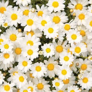 วอลเปเปอร์สั่งพิมพ์ลายดอกไม้ JPFL-33