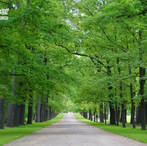 วอลเปเปอร์ภาพวิวสั่งพิมพ์ภาพสวนสาธารณะ แคตเทอรีน