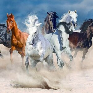 วอลเปเปอร์สั่งพิมพ์ลายม้ามงคล JHC-14