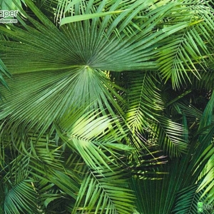 วอลเปเปอร์ลายใบไม้ สีเขียว