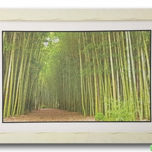 กรอบรูป ภาพทางเดินป่าไผ่