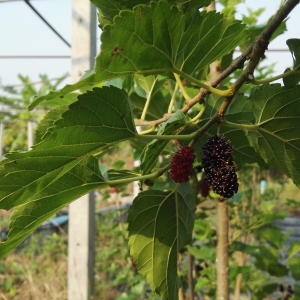 หม่อน Mulberry อร่อย ปลูกง่าย คุณประโยชน์สารพัด