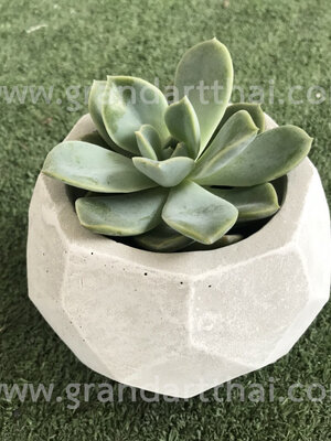 กระถางแคคตัส 8 เหลี่ยม