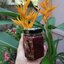 แยมโฮมเมดหม่อนมัลเบอร์รี่ 190g. Homemade Mulberry Jam
