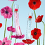 KENZO Flower by KENZo Poppy Bouquet EDP 50 ml.