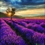 ภาพวิวสำเร็จรูป ภาพทุ่งดอกลาเวนเดอร์