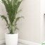 DECORTEX